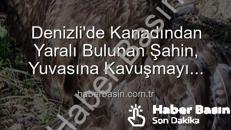 Denizli’de Kanadından Yaralı Bulunan Şahin, Yuvasına Kavuşmayı Bekliyor