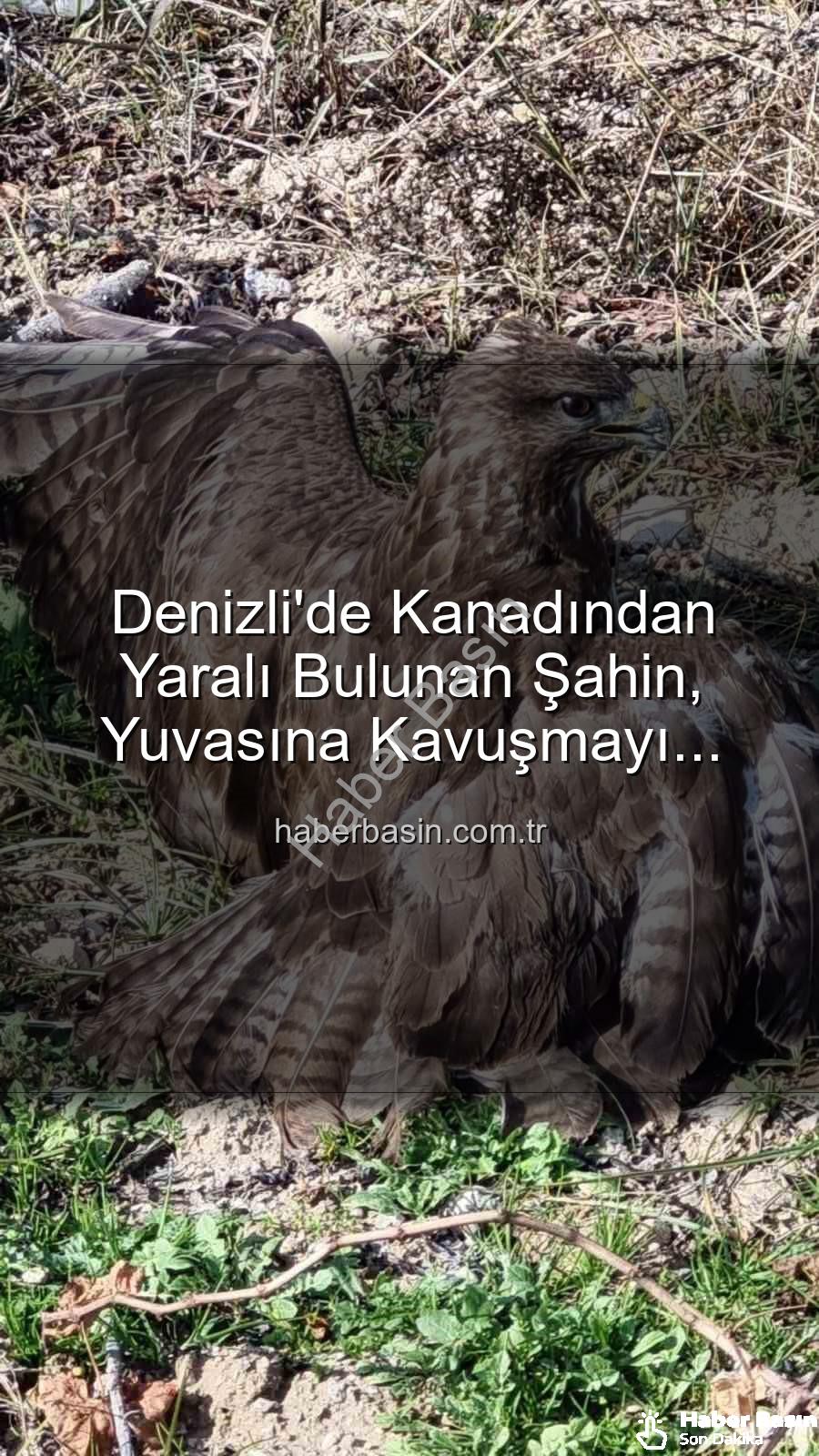 yaralı şahin - Denizli'de Kanadından Yaralı Bulunan Şahin, Yuvasına Kavuşmayı Bekliyor