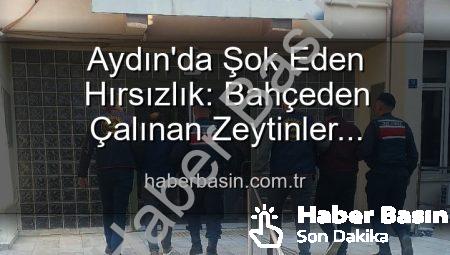 Aydın’da Şok Eden Hırsızlık: Bahçeden Çalınan Zeytinler Fabrikada Ele Geçirildi!