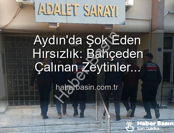 zeytin hırsızlığı - Aydın'da Şok Eden Hırsızlık: Bahçeden Çalınan Zeytinler Fabrikada Ele Geçirildi!