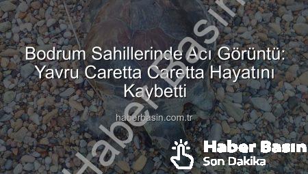 Bodrum Sahillerinde Acı Görüntü: Yavru Caretta Caretta Hayatını Kaybetti