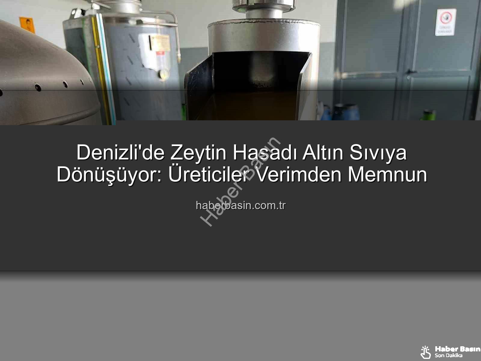 zeytinyağı üretimi - Denizli'de Zeytin Hasadı Altın Sıvıya Dönüşüyor: Üreticiler Verimden Memnun