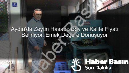 Aydın’da Zeytin Hasadı: Boy ve Kalite Fiyatı Belirliyor, Emek Değere Dönüşüyor