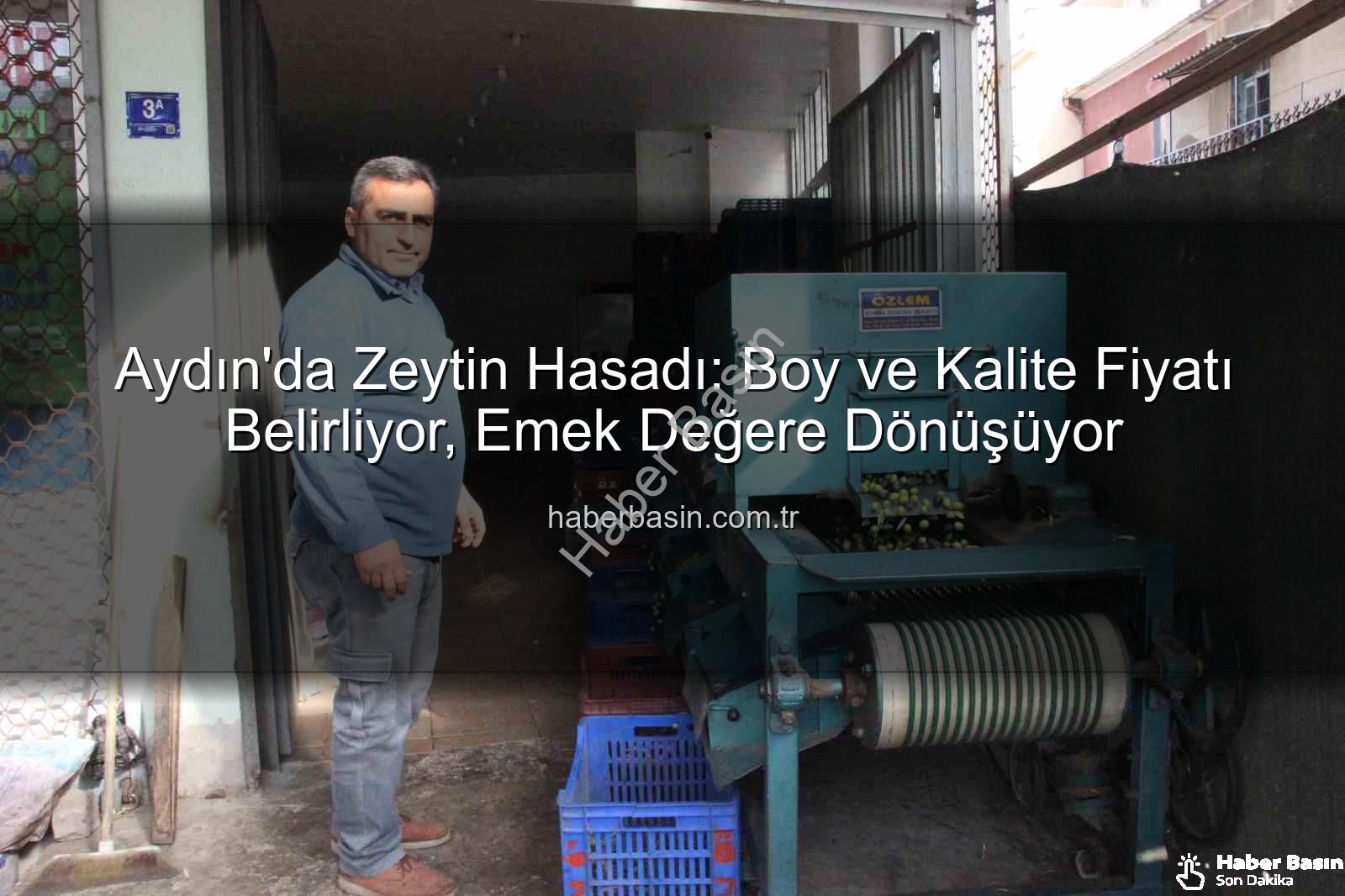 zeytin hasadı - Aydın'da Zeytin Hasadı: Boy ve Kalite Fiyatı Belirliyor, Emek Değere Dönüşüyor