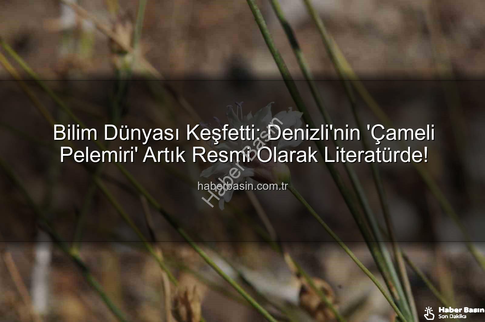 Çameli pelemiri - Bilim Dünyası Keşfetti: Denizli'nin 'Çameli Pelemiri' Artık Resmi Olarak Literatürde!