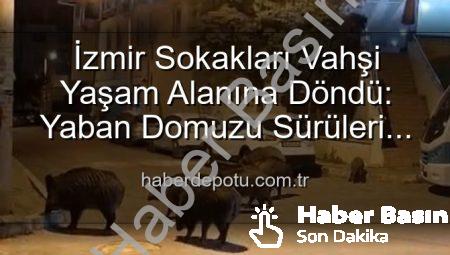 İzmir’in Sokakları Yaban Domuzu Sürüleriyle Doldu: Vatandaşlar Tedirgin, Önlem Çağrısı Yükseliyor