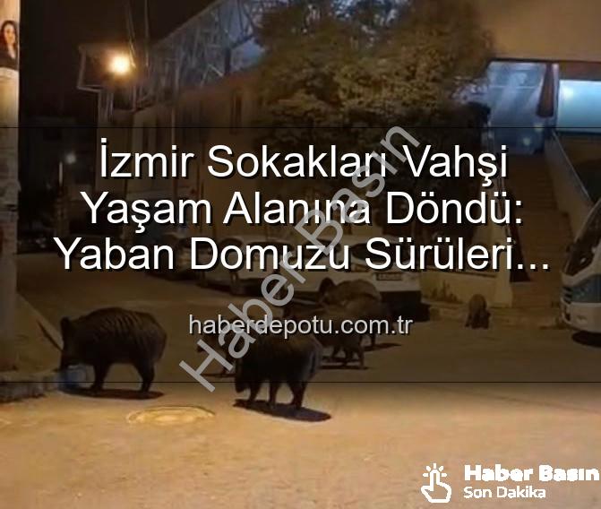 yaban domuzu - İzmir'in Sokakları Yaban Domuzu Sürüleriyle Doldu: Vatandaşlar Tedirgin, Önlem Çağrısı Yükseliyor